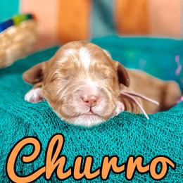 Churro - Chocolate female Australian Labradoodle puppy in Decatur, Alabama from Southern Meadows Doodles