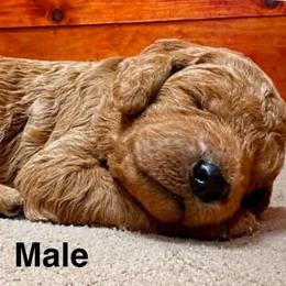 Bark Twain - Red  male Poodle puppy in Stanley, Wisconsin from McJare's Puppy Palace