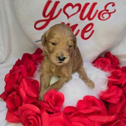 Dustin - Apricot male Goldendoodle puppy in Georgetown, Tennessee from Georgetown Designer & Purebred Puppies