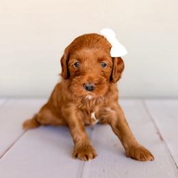 Carrera - Red  female Goldendoodle puppy in Garden Grove, California from Sunkissed Doodles