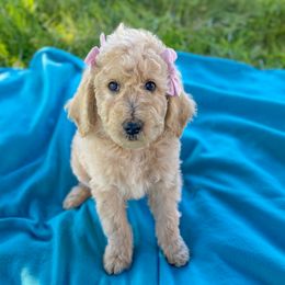 Bernedoodle Puppies from Bruce and Emma Doodles