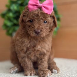 E-Purple Girl - Red  female Goldendoodle puppy in Lewisville, Texas from Texas Goldendoodle Lovers