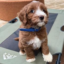 Cruz - Red  male Goldendoodle puppy in Pine Grove, California from Lundee Doodles