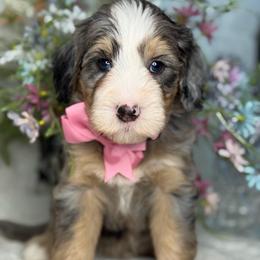 Zena - Tri-color female Bernedoodle puppy in Yuciapa, California from AlltheDoodlez_