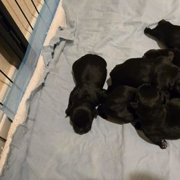 TBD - Black female Scottish Terrier puppy in Conroe, Texas from Scotch McLaren Terriers