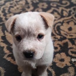 Ol' Red - Red speckled male Australian Cattle Dog puppy in Morganton, North Carolina from Trinity C Acres