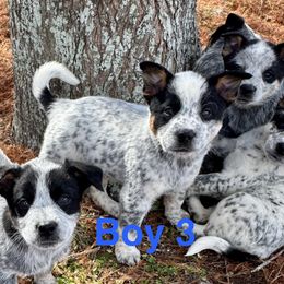 Boy 3 - Blue mottled male Australian Cattle Dog puppy in Ocala, Florida from Mayhem Ranch