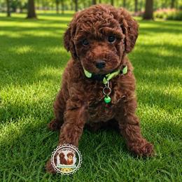 Bellagio - Red  male Poodle puppy in Salem, Missouri from Meadowbrook Poodles