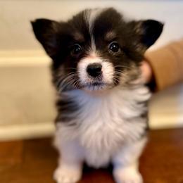 Purple collar Girl Merry - Black and tan female Pembroke Welsh Corgi puppy in Paris, Kentucky from Flat Run Corgis