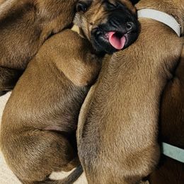 Rhodesian Ridgeback Puppies from RR Ridgebacks