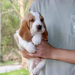 Henry - Lemon and white male Basset Hound puppy in Missouri from Clevenger Farms