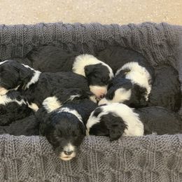 Sheepadoodle Puppies from The Farms Precious Doodles