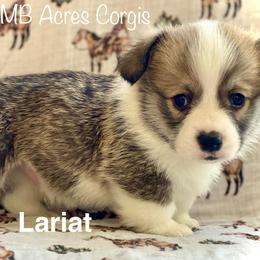 Lariat - Red male Pembroke Welsh Corgi puppy in Woodland, Washington from MB Acres Corgis