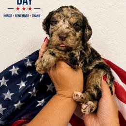 Pecan - Merle male Goldendoodle puppy in Miami, Florida from Jade’s Paws & Co. Of Miami LLC
