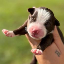 Axel AKC - Red tri-color male Australian Shepherd puppy in Polk City, Florida from Skaky Shepherds