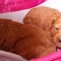 Poodle Puppies from Lowry Toy Poodles