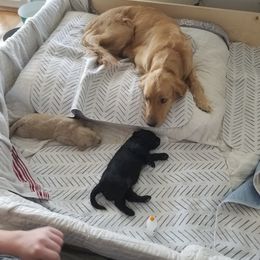 Bernedoodle and Goldendoodle Puppies from Cookies and Cream Doodles