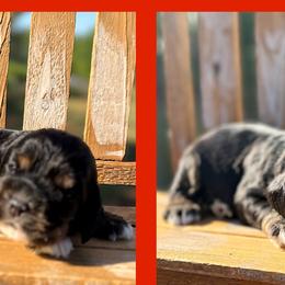 Luigi - Sable male Cocker Spaniel puppy in Clinton, Oklahoma from Enchanted Spaniels