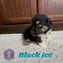 Black ice - Black tri male Miniature Australian Shepherd puppy in Lubbock, Texas from Baby Storm Kennels