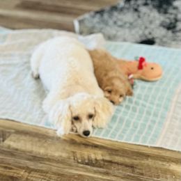 Cierra - Poodle