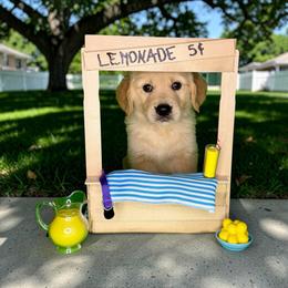 Layka - Golden female Golden Retriever puppy in Salem, Virginia from Virginia Goldens