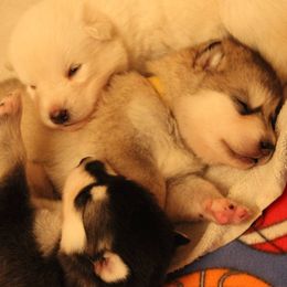 Alaskan Malamute Puppies from Sequoia Timber Malamutes