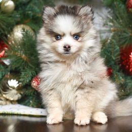 Crystal - Gray and white female Pomsky puppy in La Verne, California from Red Cedar Pomskies