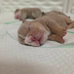 Boy 1 - Chocolate tri-color male Bulldog puppy in Lewisberry, Pennsylvania from Salted Rim Corgis