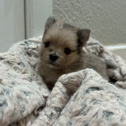 Merle female - Blue merle female Pomeranian puppy in Weatherford, Texas from COCO'S POMS AND FRENCHIES