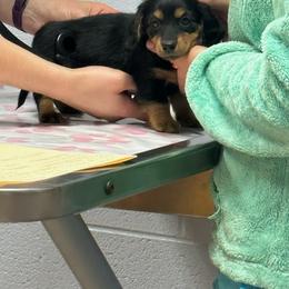 Dachshund Puppies from V's Southern Angels