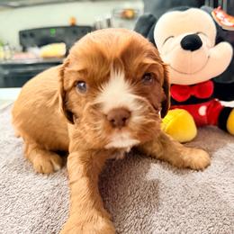 Mittens - Chocolate male Cavalier King Charles Spaniel puppy in Spring Hill, Florida from Wonderland Cavaliers