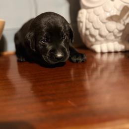 Marshmallow - Black male Labrador Retriever puppy in Richfield, Utah from Stormy River Retrievers