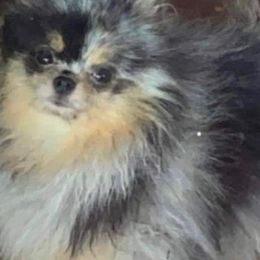 Pomeranians from Parrish Pomeranians