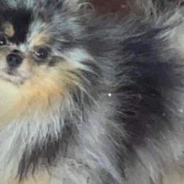 Pomeranians from Parrish Pomeranians