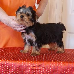 Oakley - Black and tan male Yorkshire Terrier puppy in Grand Terrace, California from CLC SOUTHERN YORKIES