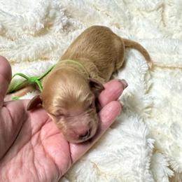 Girl 1 - Red  female Goldendoodle puppy in Haltom City, Texas from Ohana Doodles