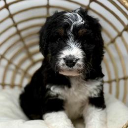 Mabel - Tri-color female Bernedoodle puppy in Sterling, Colorado from North 40 Doodles