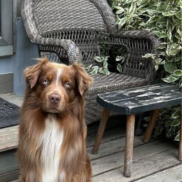 Grizzly - Australian Shepherd