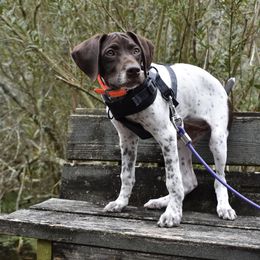 German Shorthaired Pointer, Miniature American Shepherd, Miniature Australian Shepherd, and Toy Australian Shepherd Puppies from Foxtail Hollow