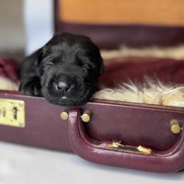 Ridge - Black male Labrador Retriever puppy in Rocky Top, Tennessee from Rocky Top Retrievers