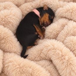 Miss Lucerne - Blue and gold female Yorkshire Terrier puppy in Queens, New York from The Dior Line