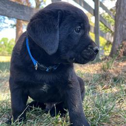 Boy 2 - 2nd Pick - Black male Labrador Retriever puppy in Beaverdam, Virginia from Gold Heart Labradors