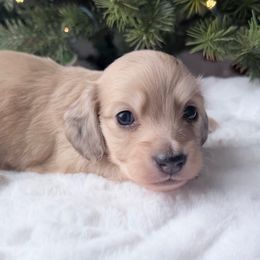 Luke 6th pictured in the group - Cream male Dachshund puppy in Richmond, Virginia from Irresistible Dachshunds & Cavaliers