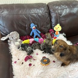 Dachshund Puppies from Gulfishan Kennels