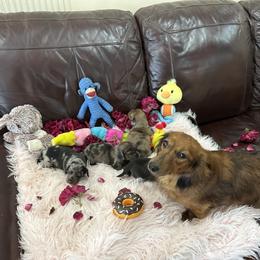 Dachshund Puppies from Gulfishan Kennels