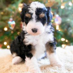 Everest - male Australian Mountain Doodle puppy in Lafayette, Missouri from Brick House Farm Doodles