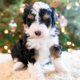 Everest - male Australian Mountain Doodle puppy in Lafayette, Missouri from Brick House Farm Doodles