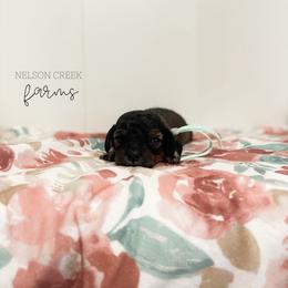 Mozzarella - Black & tan female Maltipoo puppy in Huntsville, Texas from Nelson Creek Farms