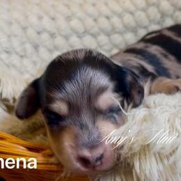 Athena - Dapple female Dachshund puppy in Jena, Louisiana from Amy’s Mini Doxies