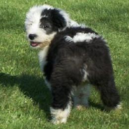 Old English Sheepdogs from Hug